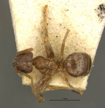 Media type: image;   Entomology 21684 Aspect: habitus dorsal view